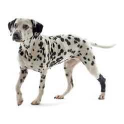 Kruuse Rehab Hakbeschermer 14 Kruuse Rehab Hakbeschermer -Hondenbenodigdheden 0cea6c920fd6529a226ff23aa71b4e81e381fc246dd1c48a0b437724bc0d2f32 3