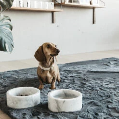 Kentucky Marmeren Voer- Drinkbak -Hondenbenodigdheden 2SsN7b0Jtw3OminKvQWBiNW2IjfzvY metaS2VudHVja3ktTWFybWVyZW4tQmFrLVdpdC0yLmpwZw