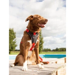 Beeztees Parinca Premium Y-tuig 38 Beeztees Parinca Premium Y-tuig -Hondenbenodigdheden beeztees parinca premium y tuig 199580 2000 none