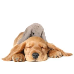 Cozy Dog Bunny 29 Cozy Dog Bunny -Hondenbenodigdheden cozy dog bunny 197281 1000 none