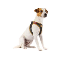 Curli Harnas Vegan Appelleer -Hondenbenodigdheden curli harnas vegan appelleer 216631 0500 none