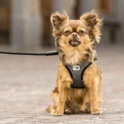 Curli Vest Harness Merino 18 Curli Vest Harness Merino -Hondenbenodigdheden curli vest harness merino black 175270 2000 none