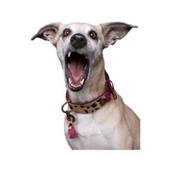 DWAM Halsband Lou Lou -Hondenbenodigdheden dwam halsband lou lou 182182 1000 none