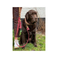 DWAM Halsband Lou Lou -Hondenbenodigdheden dwam halsband lou lou 182185 1000 none