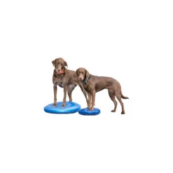 FitPAWS Balance Disc -Hondenbenodigdheden fitpaws balance disc 151561 1500 none
