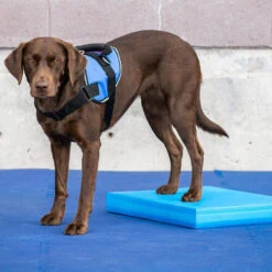 FitPAWS Balance Pad -Hondenbenodigdheden fitpaws balance pad 176128 0500 none
