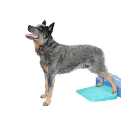 FitPAWS Balance Ramp -Hondenbenodigdheden fitpaws balance ramp 176143 0500 none