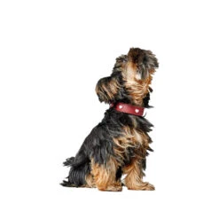 Hunter Collar Love -Hondenbenodigdheden hunter collar love 223471 1000 none