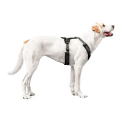 Hunter Harness Maldon -Hondenbenodigdheden hunter harness maldon 223765 1500 none