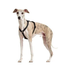 Hunter Vario Rapid Veiligheidsharnas -Hondenbenodigdheden hunter vario rapid veiligheidsharnas zwart 169507 0500 none