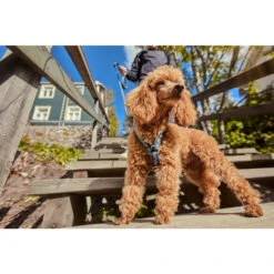 Hurtta Razzle Dazzle Y-Harness - Blackberry 17 Hurtta Razzle Dazzle Y-Harness - Blackberry -Hondenbenodigdheden hurtta razzle dazzle harness blackberry 175972 2000 none