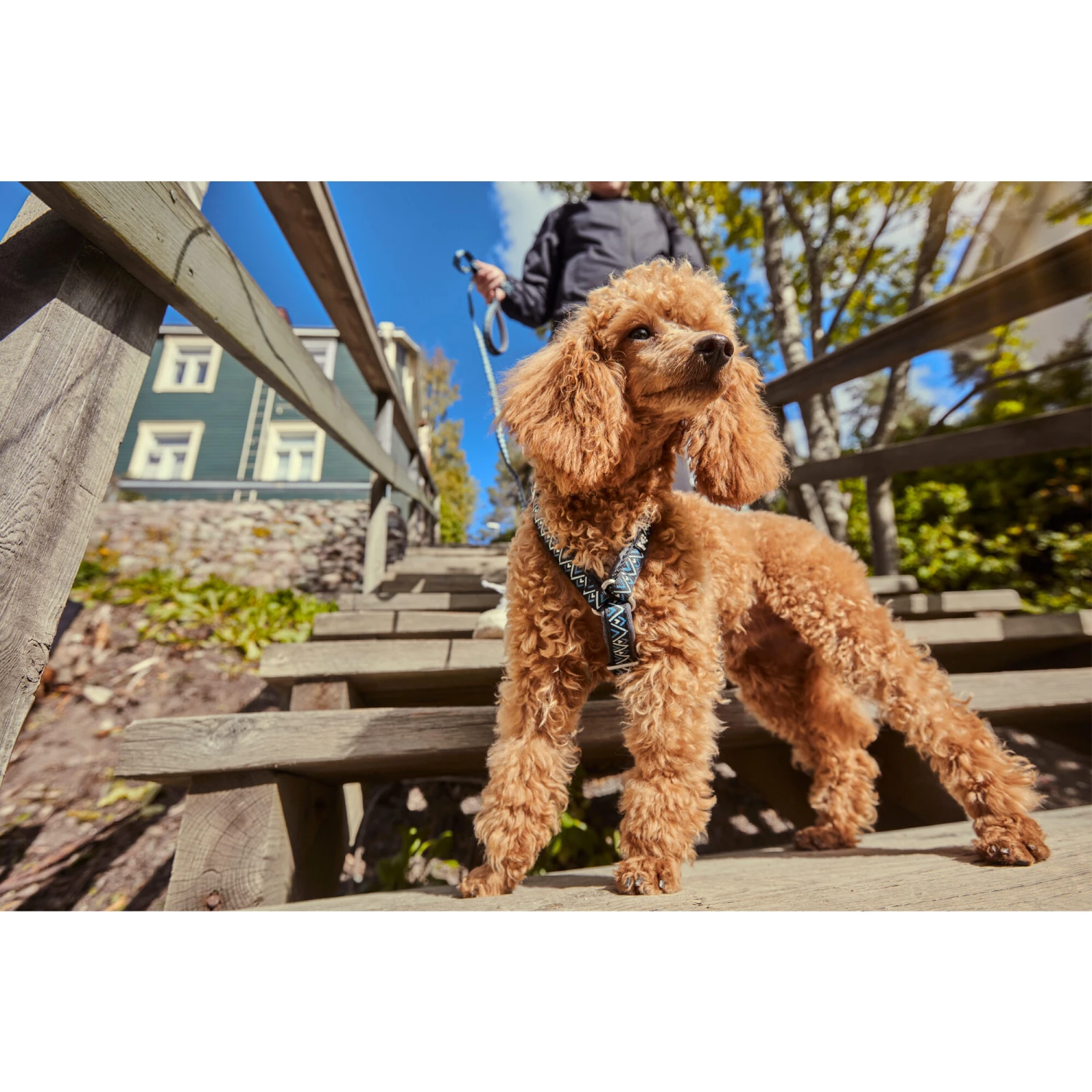 Hurtta Razzle Dazzle Y-Harness - Blackberry 10 Hurtta Razzle Dazzle Y-Harness - Blackberry - Afbeelding 8