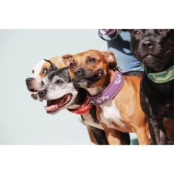 Hurtta Weekend Warrior Collar -Hondenbenodigdheden hurtta weekend warrior collar 189084 0500 none