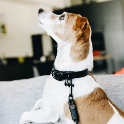 Kentucky Dogwear Soft Rubber Hondenhalsband 22 Kentucky Dogwear Soft Rubber Hondenhalsband -Hondenbenodigdheden kentucky dogwear soft rubber hondenhalsband 219264 0500 none