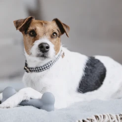 Kentucky Siliconen Bot -Hondenbenodigdheden kentucky siliconen bot 219133 1500 none