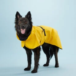 PAIKKA Visibility Raincoat Lite Yellow -Hondenbenodigdheden mW2Bw3791R8VnpD5P3PKMJkiXIFNZn metaUGFpa2thLVZpc2liaWxpdHktUmFpbmNvYXQtTGl0ZS1ZZWxsb3c0LmpwZw