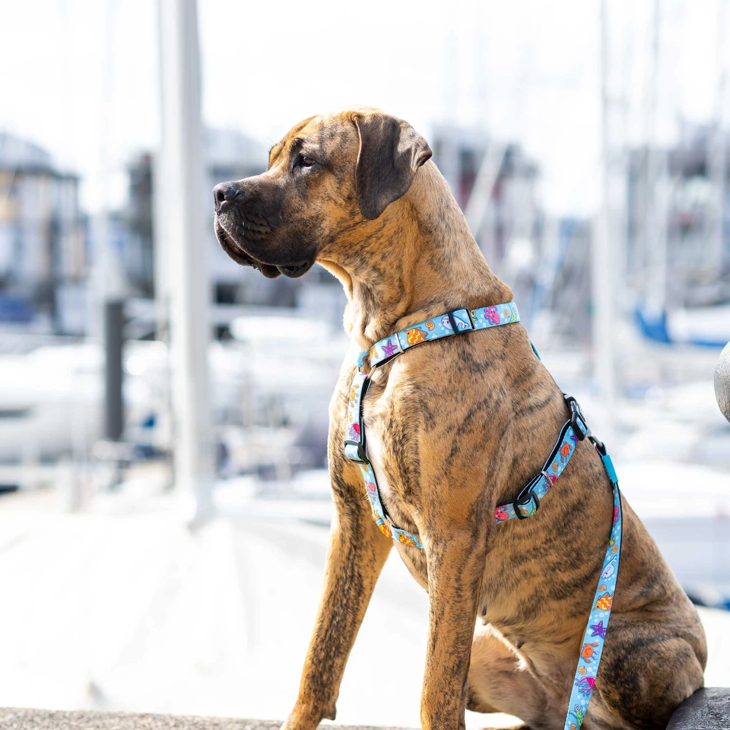 Max & Molly H-Hondenharnas - Blue Ocean 8 Max & Molly H-Hondenharnas - Blue Ocean - Afbeelding 6