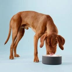 PAIKKA Cool Bowl -Hondenbenodigdheden paikka cool bowl 217839 2000 none