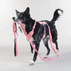 PAIKKA Visibility Leash -Hondenbenodigdheden paikka visibility leash 217818 2000 none