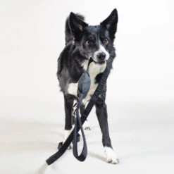 PAIKKA Visibility Leash -Hondenbenodigdheden paikka visibility leash 217819 2000 none