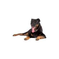 Pavlov Digitale Anti-blaf Halsband -Hondenbenodigdheden pavlov digitale anti blaf halsband 221909 1000 none