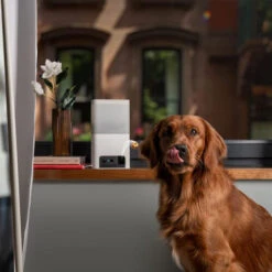 Petcube Bites 2 Lite -Hondenbenodigdheden petcube bites 2 lite 221205 0500 none