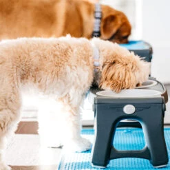 Popware Adjustable Height Pet Feeder 23 Popware Adjustable Height Pet Feeder -Hondenbenodigdheden popware adjustable height pet feeder 164587 2000 none