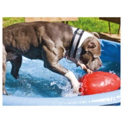 Jolly Egg 22 Jolly Egg -Hondenbenodigdheden product jolly egg none 4 1496839894 86968