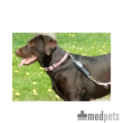 PatentoPet Dog E-walk Basic 8 PatentoPet Dog E-walk Basic -Hondenbenodigdheden product patentopet dog e walk basic medpets 4 1455533601 23082