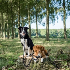 Rebel Petz Verstelbare Duo Riem -Hondenbenodigdheden rebel petz verstelbare duo riem 208508 2000 none