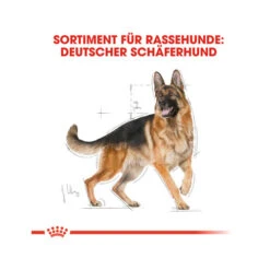 Royal Canin German Shepherd Adult - Hondenvoer 31 Royal Canin German Shepherd Adult - Hondenvoer -Hondenbenodigdheden royal canin german shepherd adult hundefutter 3
