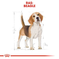 Royal Canin Beagle Adult - Hondenvoer 13 Royal Canin Beagle Adult - Hondenvoer -Hondenbenodigdheden royal canin beagle adult hondenvoer 137299 1000 none