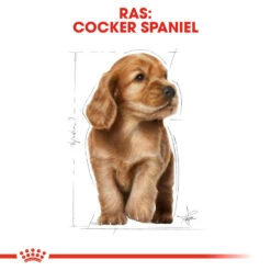 Royal Canin Cocker Puppy - Hondenvoer 16 Royal Canin Cocker Puppy - Hondenvoer -Hondenbenodigdheden royal canin cocker puppy hondenvoer 138232 1000 none