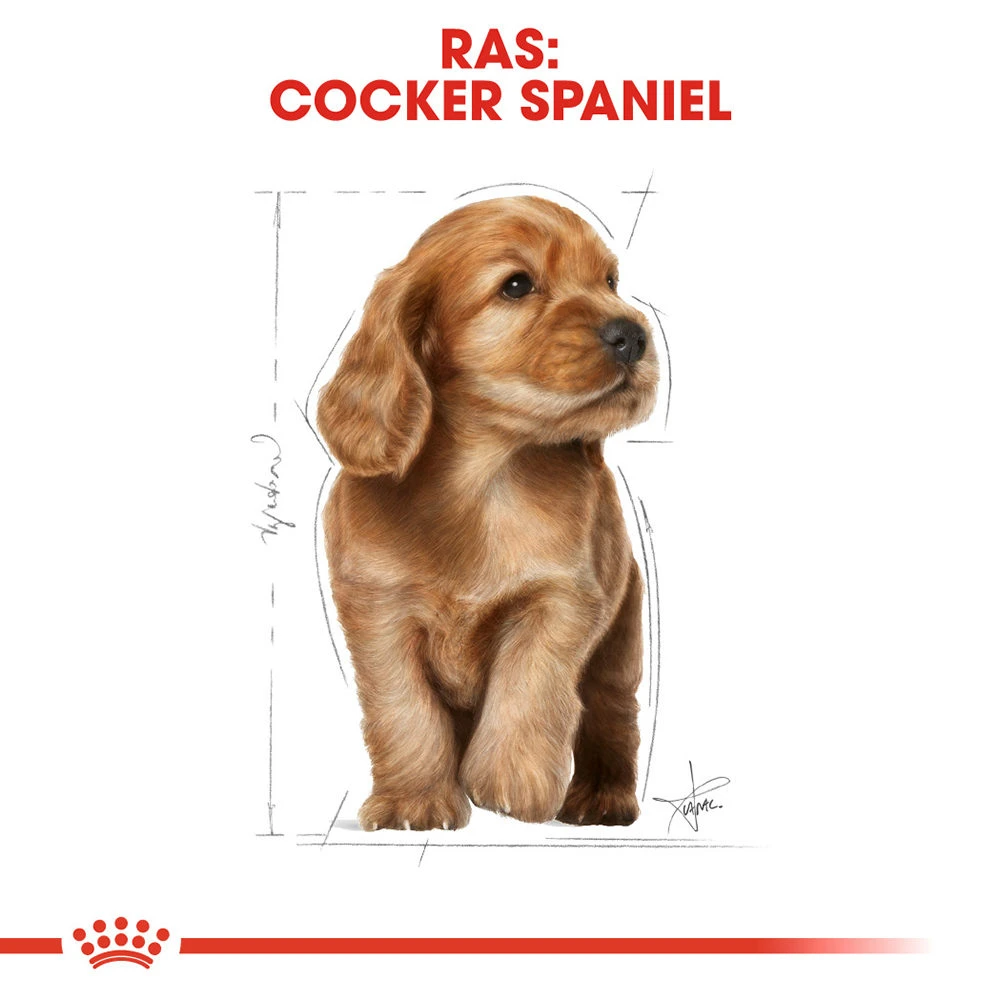 Royal Canin Cocker Puppy - Hondenvoer 7 Royal Canin Cocker Puppy - Hondenvoer - Afbeelding 5