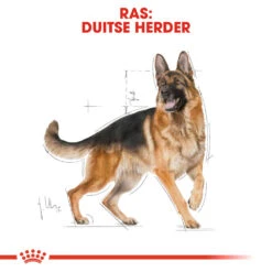 Royal Canin German Shepherd Adult - Hondenvoer 23 Royal Canin German Shepherd Adult - Hondenvoer -Hondenbenodigdheden royal canin german shepherd adult hondenvoer 138757 1000 none