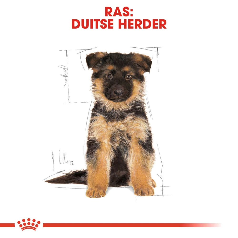 Royal Canin German Shepherd Puppy- Hondenvoer 9 Royal Canin German Shepherd Puppy- Hondenvoer - Afbeelding 7