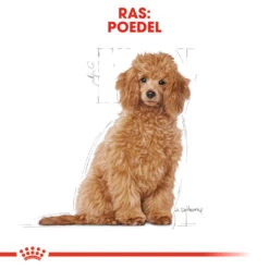 Royal Canin Poodle Puppy - Hondenvoer 16 Royal Canin Poodle Puppy - Hondenvoer -Hondenbenodigdheden royal canin poodle puppy hondenvoer 139759 1000 none