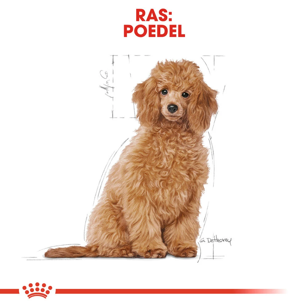 Royal Canin Poodle Puppy - Hondenvoer 7 Royal Canin Poodle Puppy - Hondenvoer - Afbeelding 5