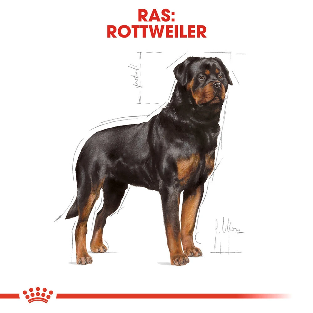 Royal Canin Rottweiler Adult - Hondenvoer 8 Royal Canin Rottweiler Adult - Hondenvoer - Afbeelding 6