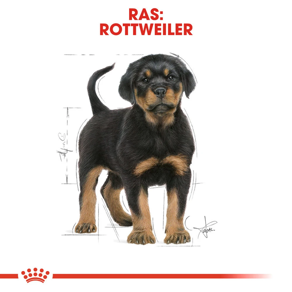 Royal Canin Rottweiler Puppy - Hondenvoer 8 Royal Canin Rottweiler Puppy - Hondenvoer - Afbeelding 6