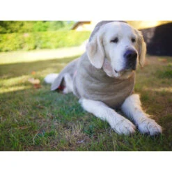 Siccaro WetDog SupremePro 2.0 39 Siccaro WetDog SupremePro 2.0 -Hondenbenodigdheden siccaro wetdog supremepro 20 216998 2000 none