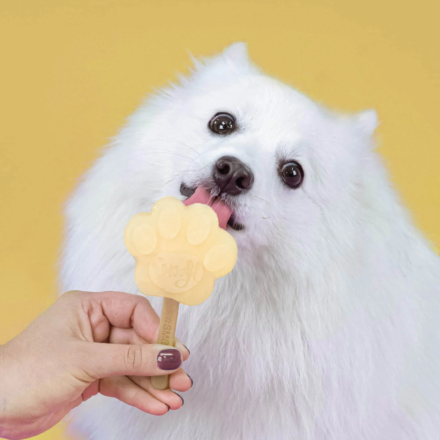 Smoofl Hondenijs Starter Kit 16 Smoofl Hondenijs Starter Kit - Afbeelding 14